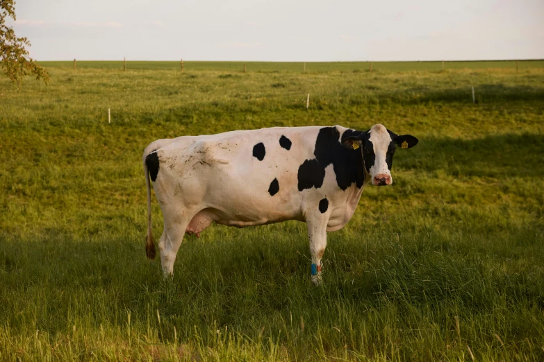 a black and white cow standing in an open field