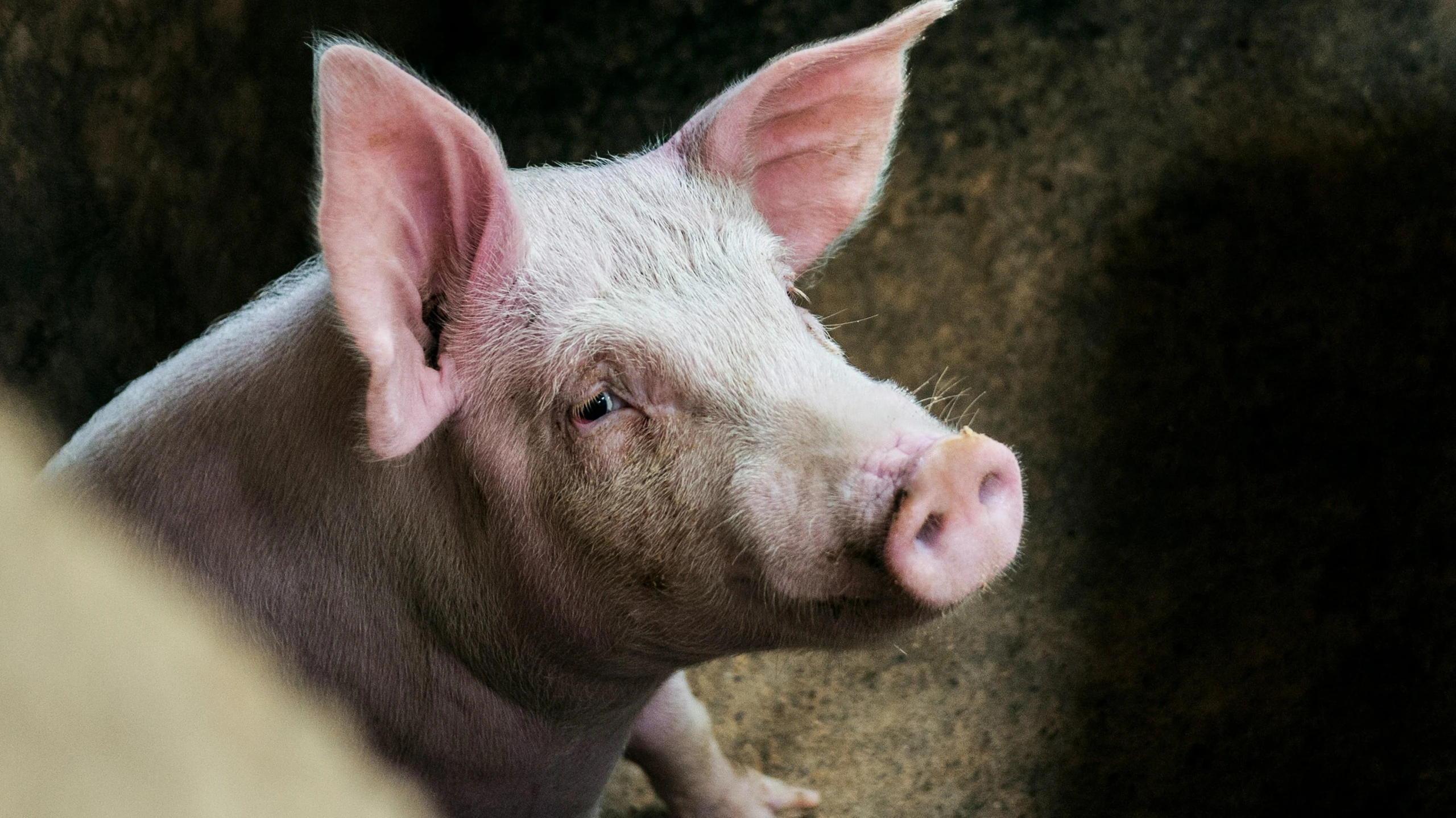 a small pig sitting next to a pile of hay