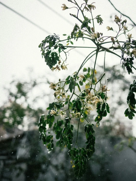 a flower with yellow and white blooms on it