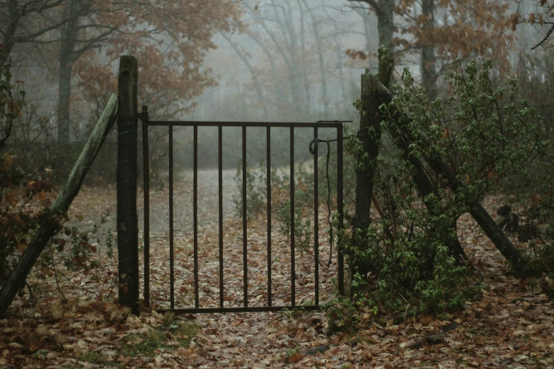 a gate and a bush with leaves around it