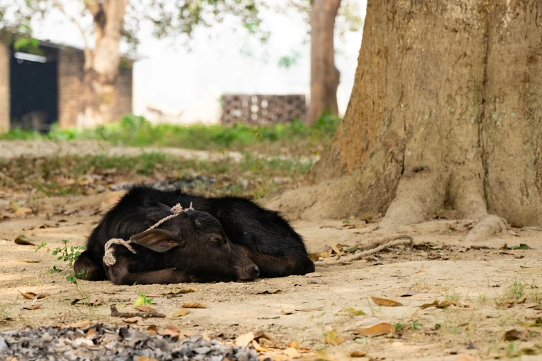 an animal lying on the ground under a tree