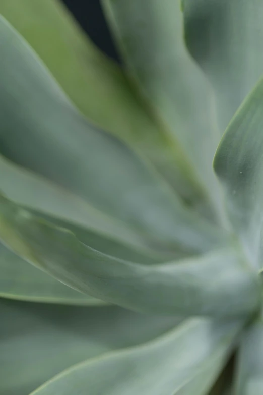 a small green plant in bloom with very light leaves