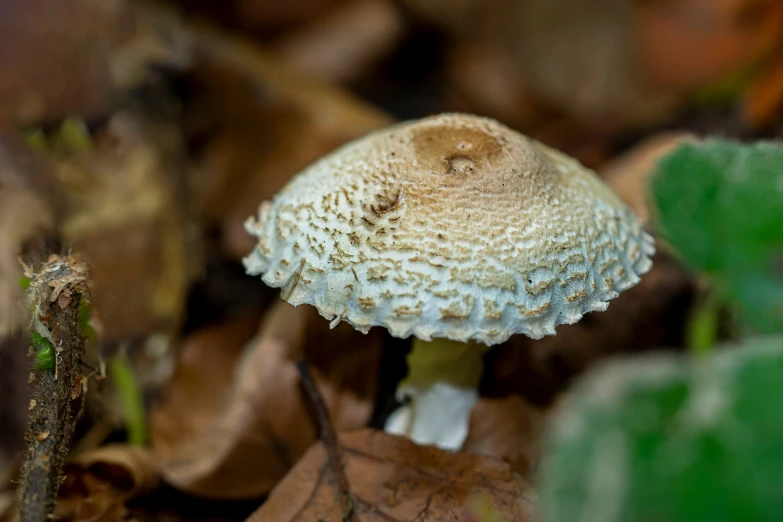 a mushroom with some brown spots on it