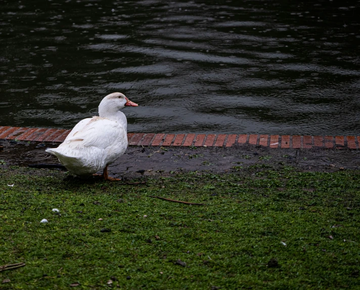 a goose stands on a grass bank next to water