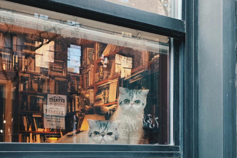 a window display of two white cat faces