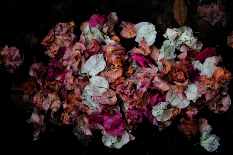 a pile of dried, dying flowers in the dark