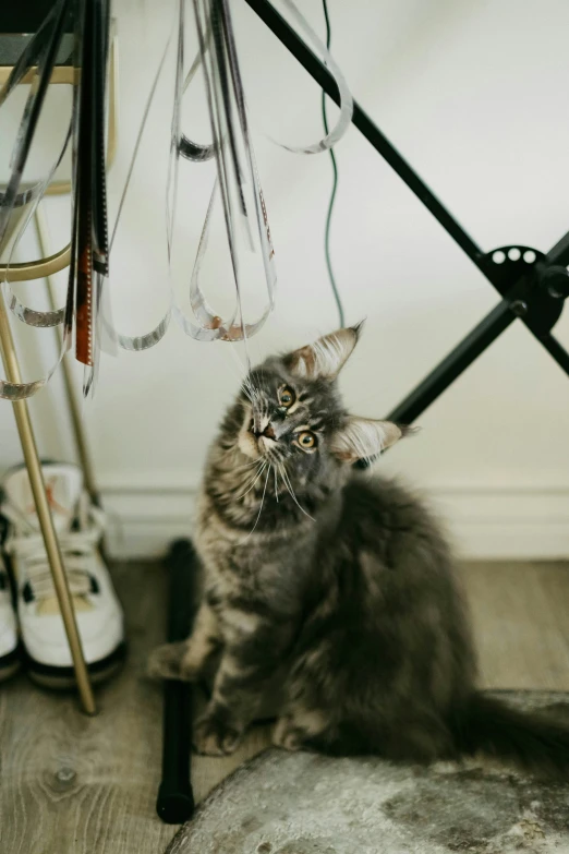 a gray and black cat standing on a wooden floor next to clothes rack