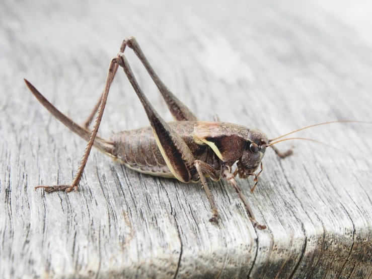 large bug with long legs and long body sitting on the edge of a wooden fence