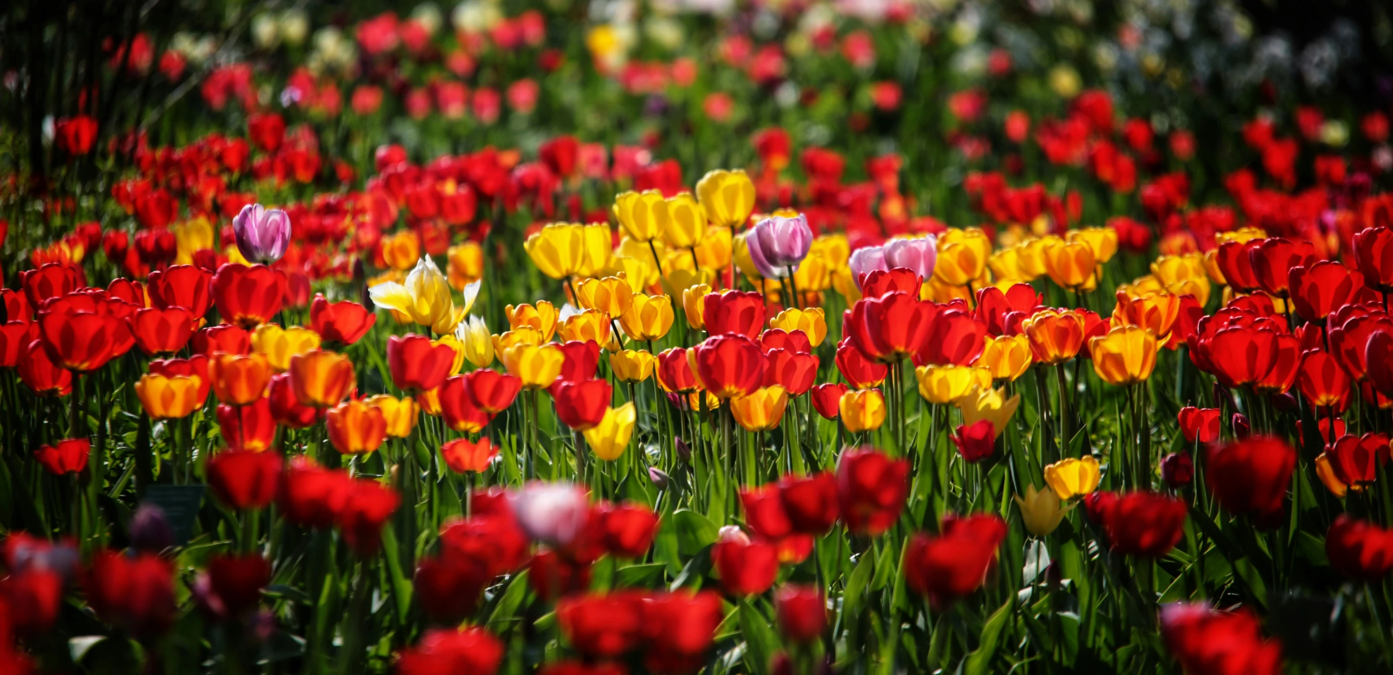 several multicolored flowers growing on a field