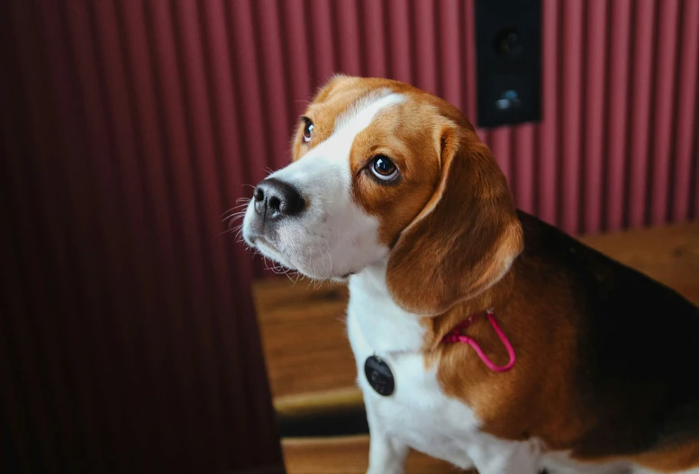 a beagle dog is sitting looking at soing with interest