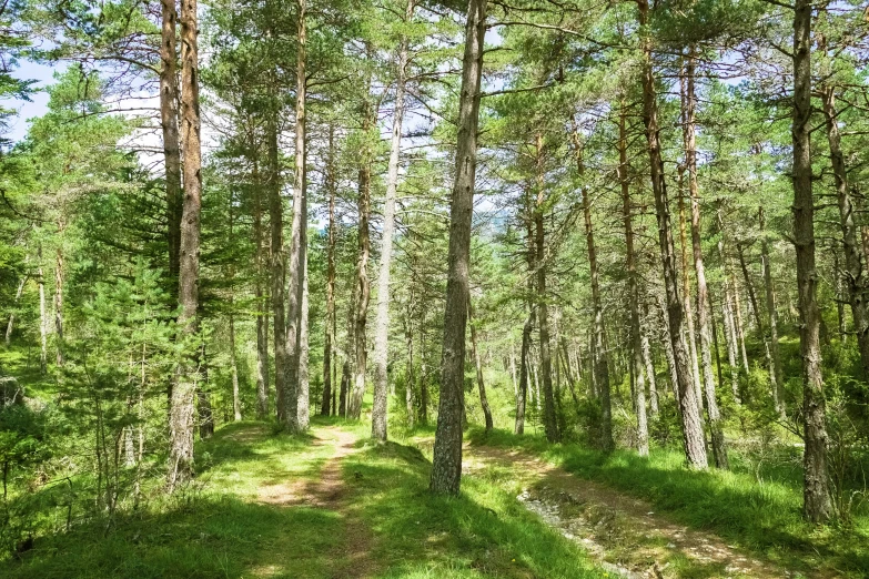 the woods are very tall and green and have trees growing on the side