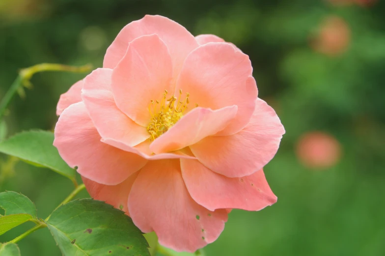 pink flowers are blooming near green leaves