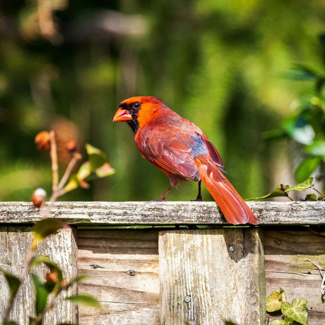 a red bird sits on top of a fence