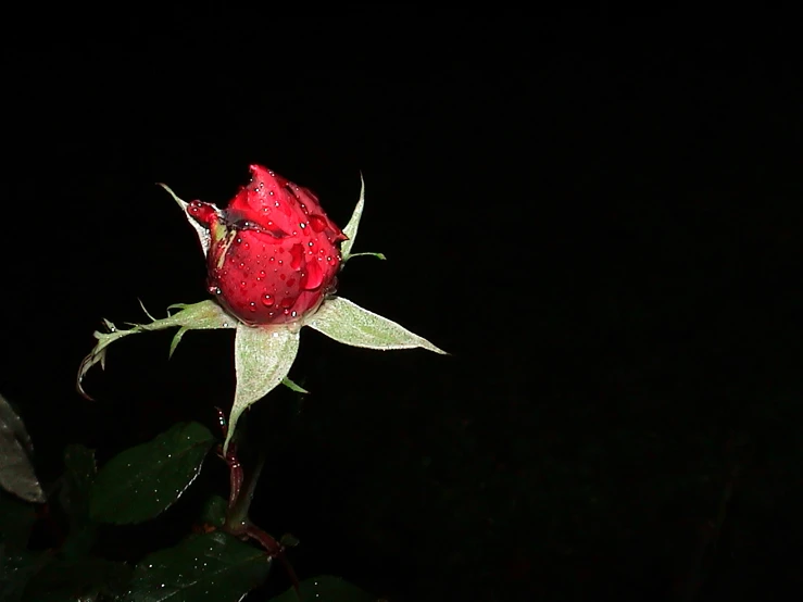 a red rose that is on the stem