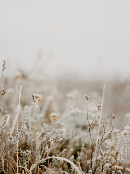 the plants are covered in frost on the day