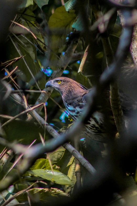 a small bird in a tree behind an iron gate