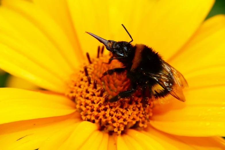 the bee is sitting on a flower