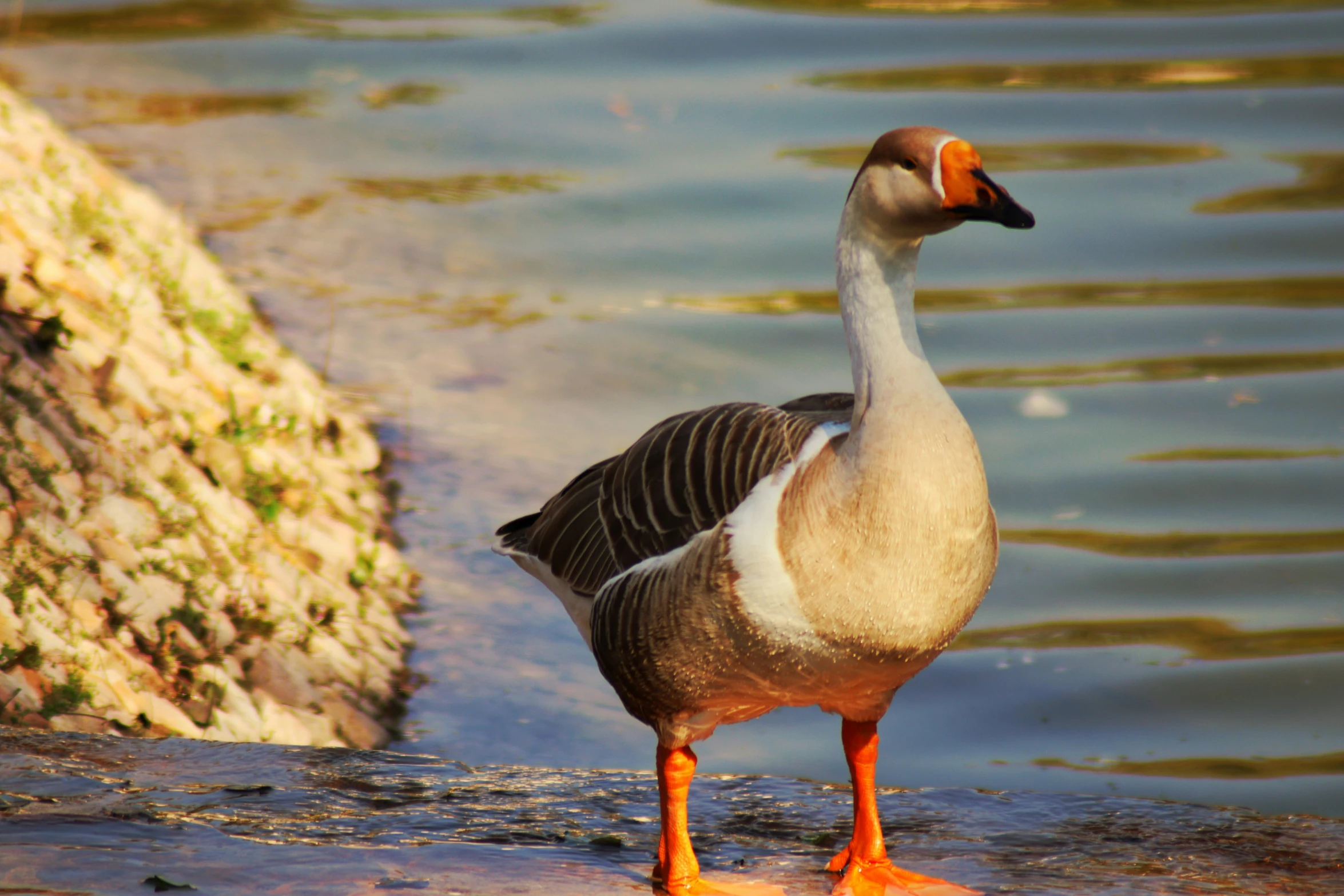 the duck is standing alone in the water