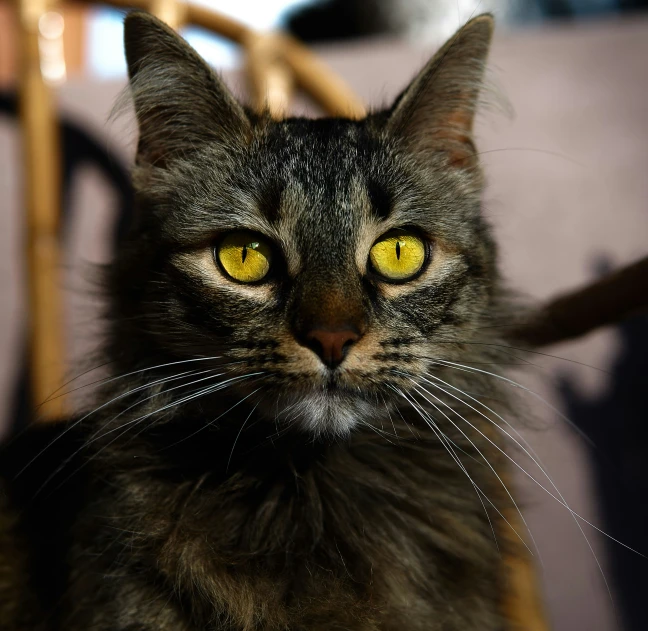 a close up of a cat on a chair