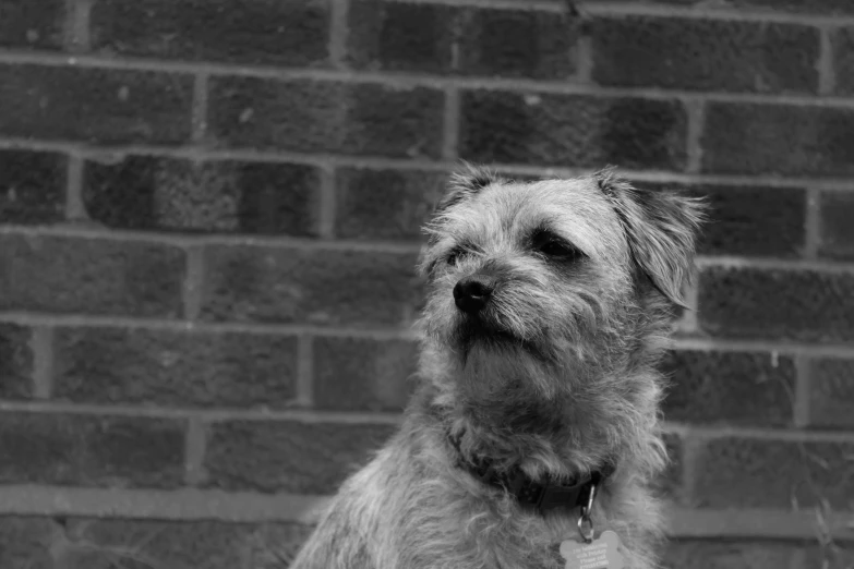 a gray gy haired dog standing in front of a brick wall