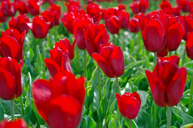 bright red flowers in a field with green leaves