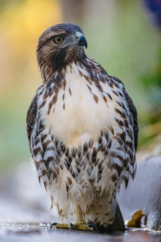 a bird sitting on the ground next to rocks