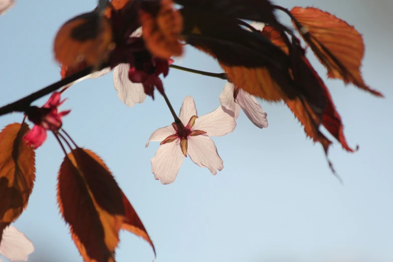 the flower and leaves are all white in color