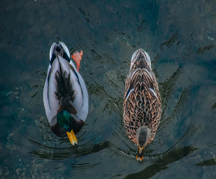 two ducks standing in the water at night
