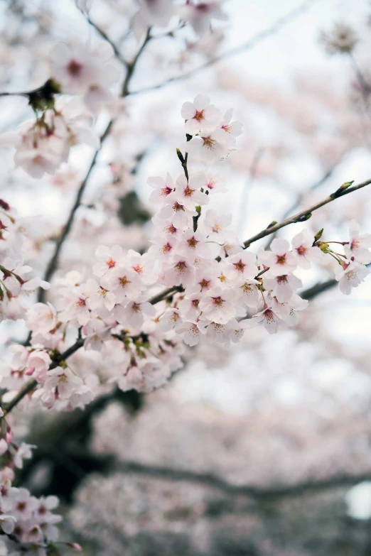 the flowers are almost too big for me to see