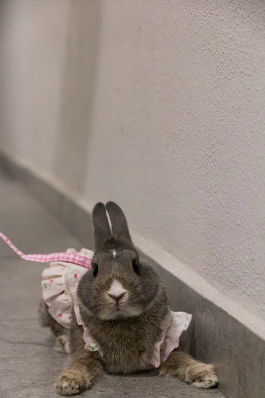 a rabbit wearing a pink dress is sitting on the floor