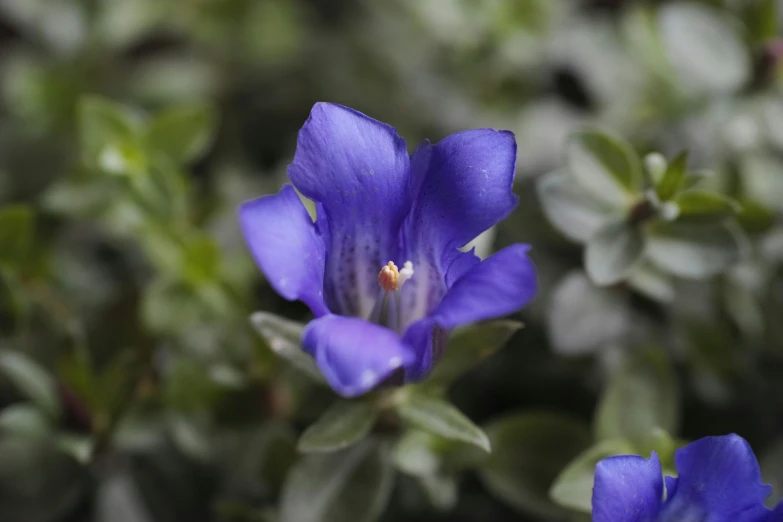 a purple flower with green leaves behind it
