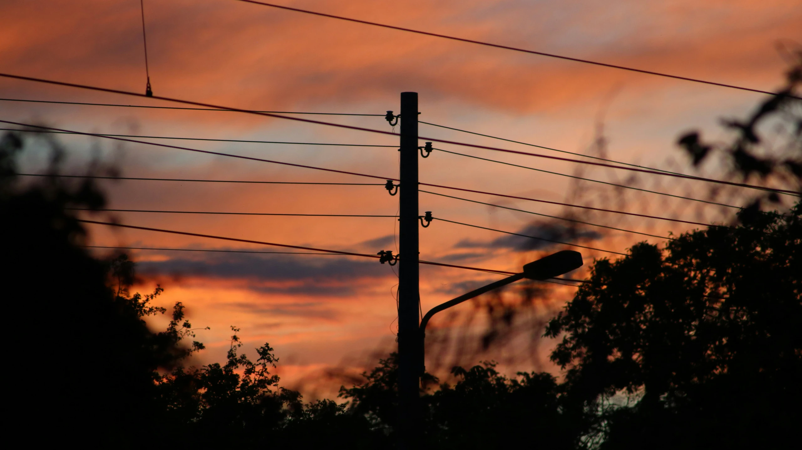 a couple of telephone poles sitting in the middle of a forest