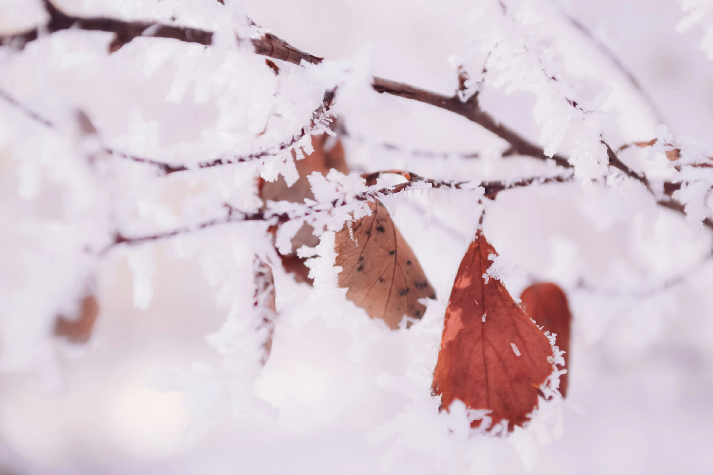 two autumn leaves hang from a nch covered in ice