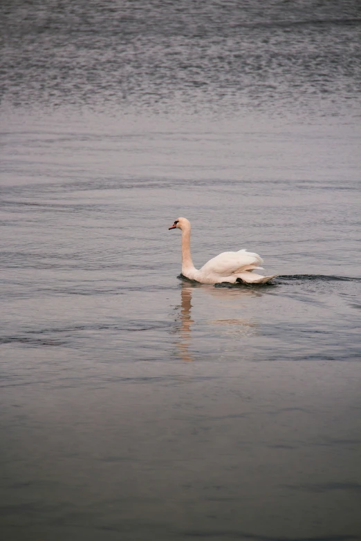 a duck floating in the water near shore