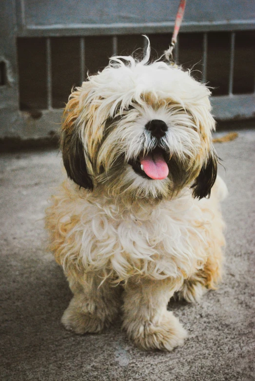 a dog on a leash looking up into the distance