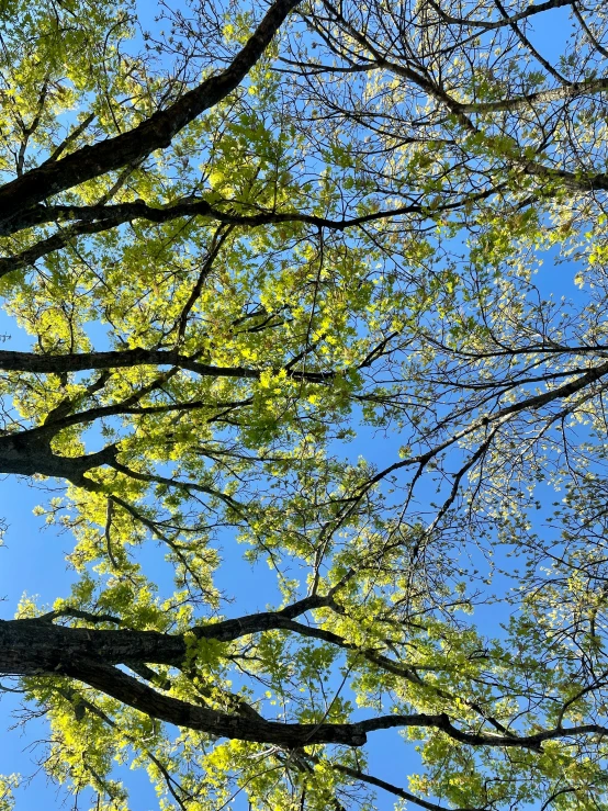 a bird is flying near a leaf filled tree