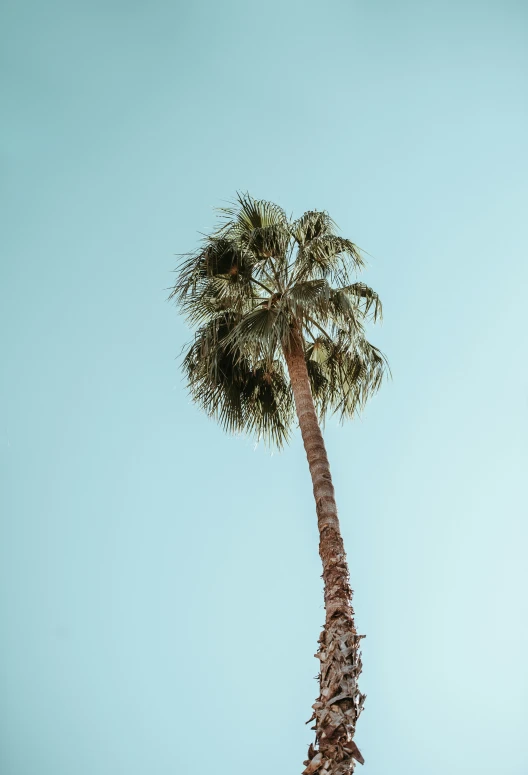 an airplane is seen flying high in the sky near a palm tree