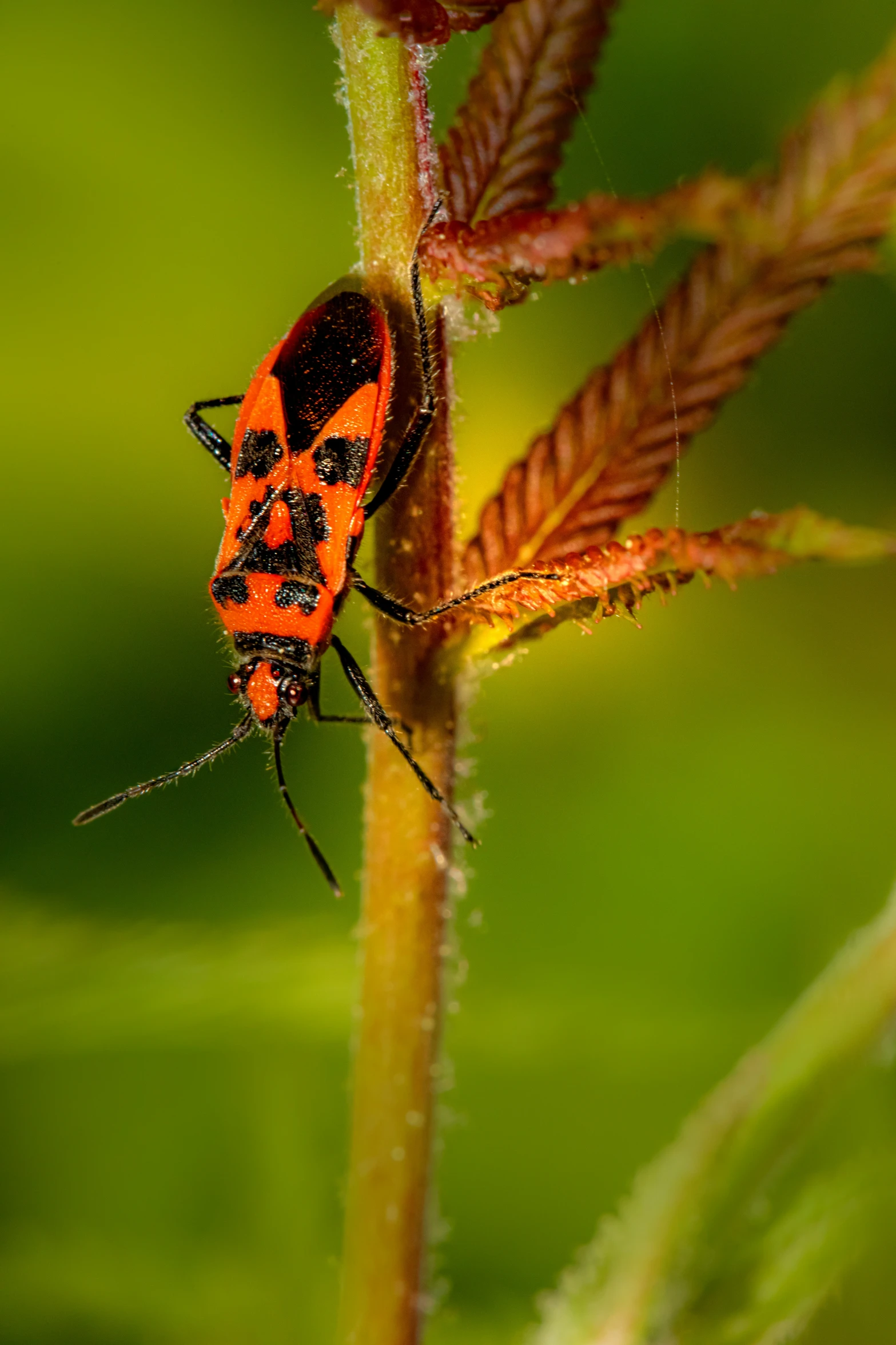 a bug that is sitting on a stem