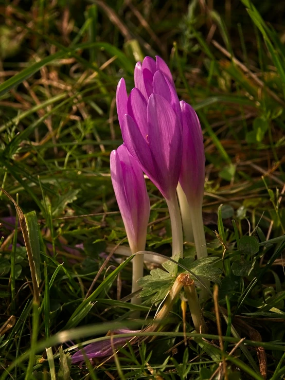 some purple croccous flowers in the grass