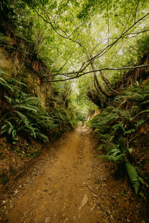 the trail runs into an area that has many trees, bushes and other trees