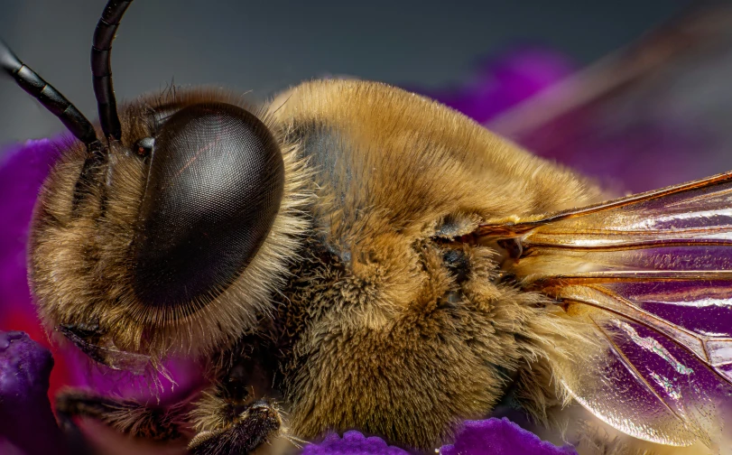 a bee with a lot of eyes is sitting on a flower