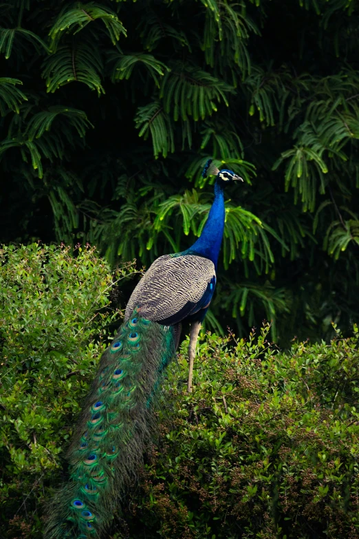 a bird with very long feathers walking on brush