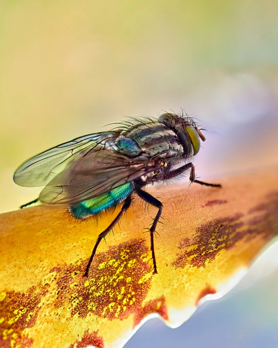 there is a fly that is sitting on the end of a leaf