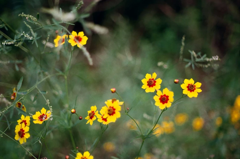 yellow flowers in a grassy field with some other plants