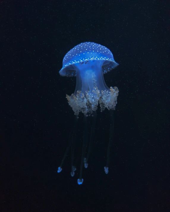 a jellyfish in the middle of night on the water