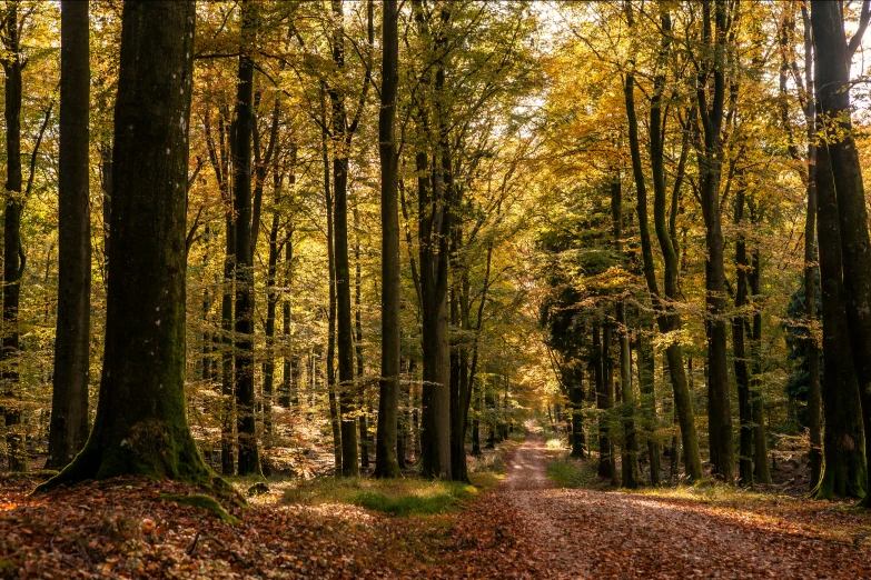 a dirt road that has many trees and leaves