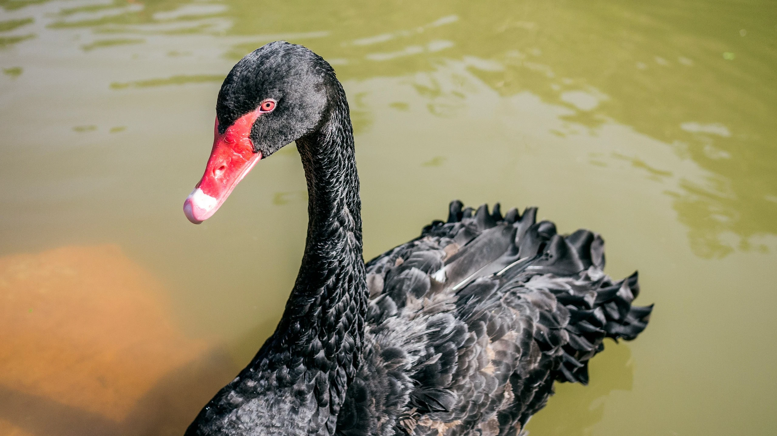 a black swan floating on top of a river