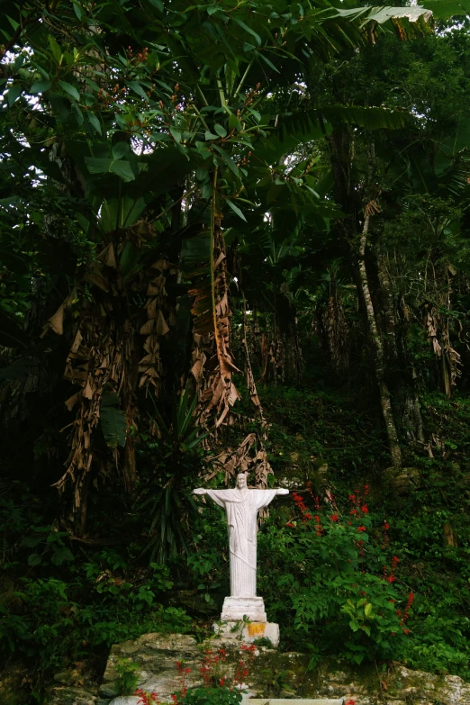 a cemetery in the middle of the forest