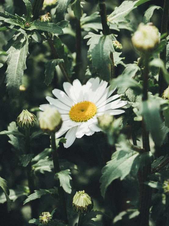 a close up of a white flower and leaves