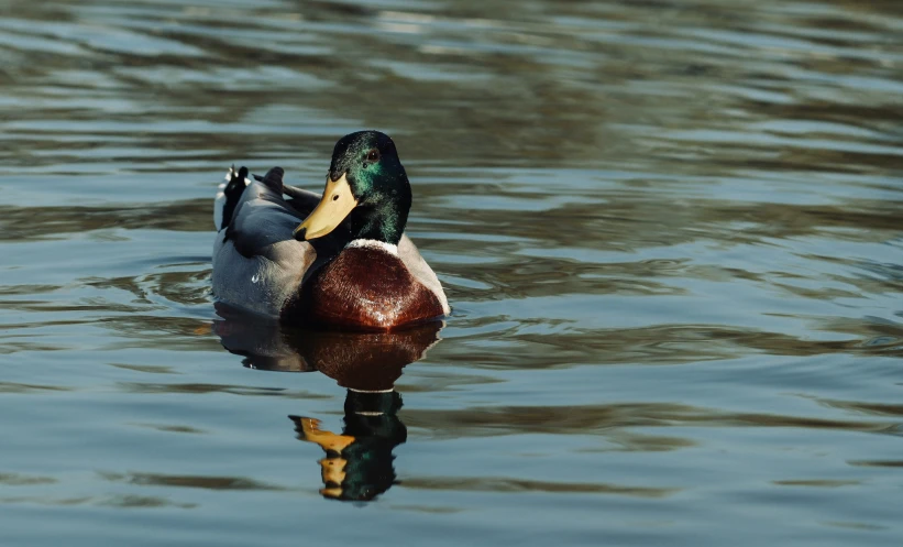 the duck is swimming on the water, near the shore